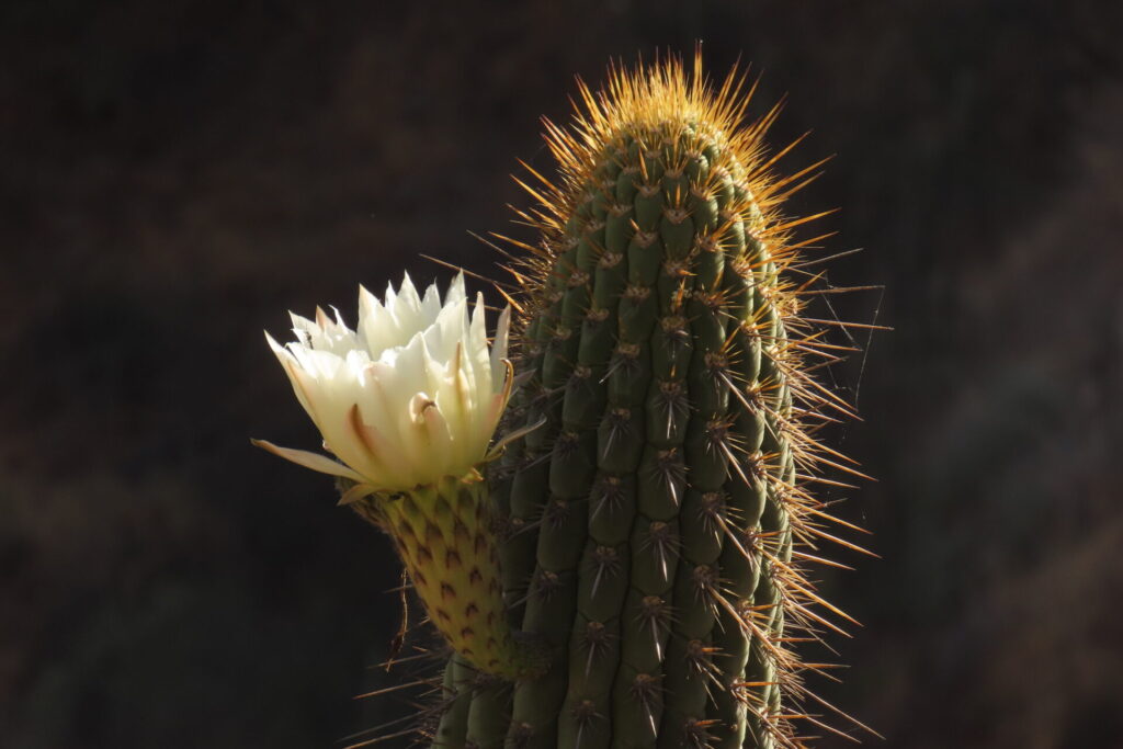 Quiscos (Leucostele chiloensis). Foto: Mirko Ramos Leiva