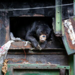 © Mongens Trolle, Wildlife Photographer of the Year