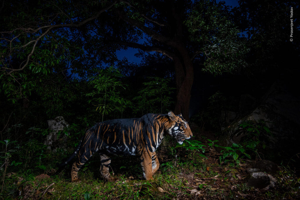 © Prasenjeet Yadav, Wildlife Photographer of the Year