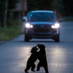 © Will Nicholls, Wildlife Photographer of the Year