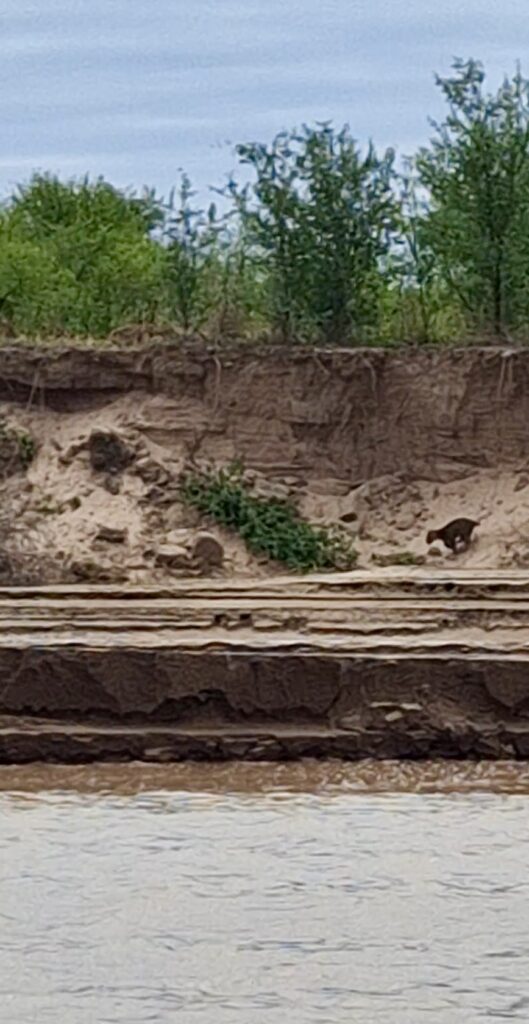Cachorro con cola corta 