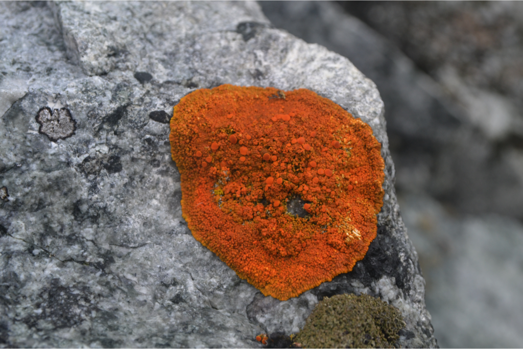 Líquenes del género Caloplaca. Créditos: Instituto Antártico Chileno (INACH).