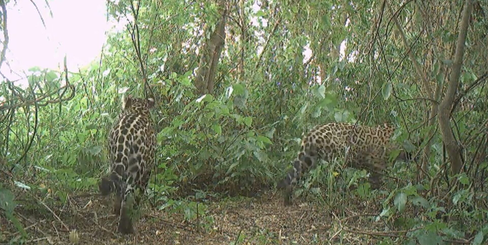 ¡Buenas noticias desde El Impenetrable! Nace el segundo cachorro de yaguareté silvestre en el parque nacional