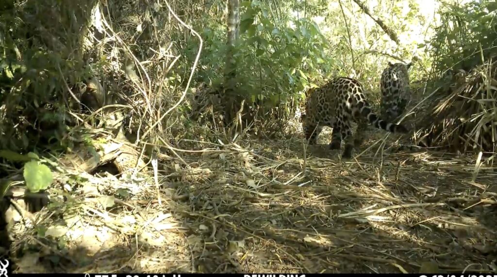Camara trampa videos de Nalá y su cachorro con cola larga