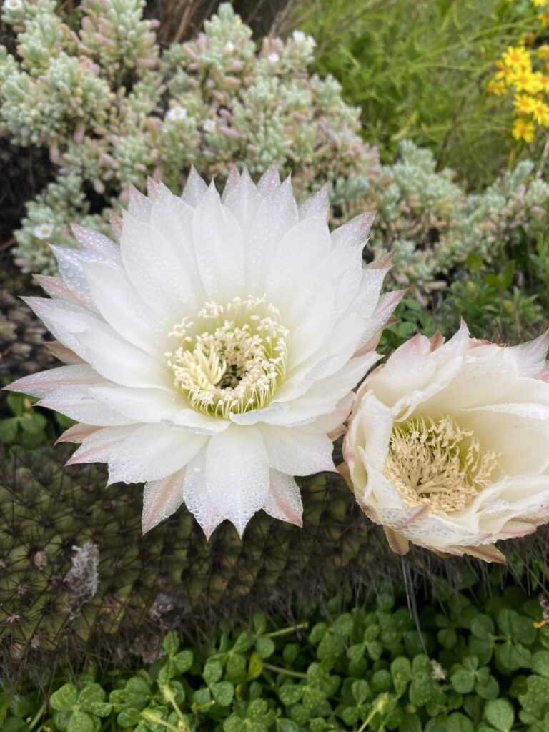Quiscos (Leucostele chiloensis). Foto: Gabriela Cartes