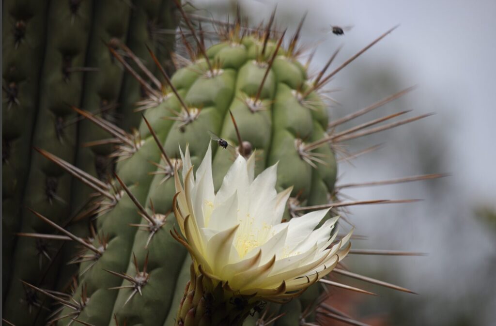 Quiscos (Leucostele chiloensis). Foto: Orlando Montes