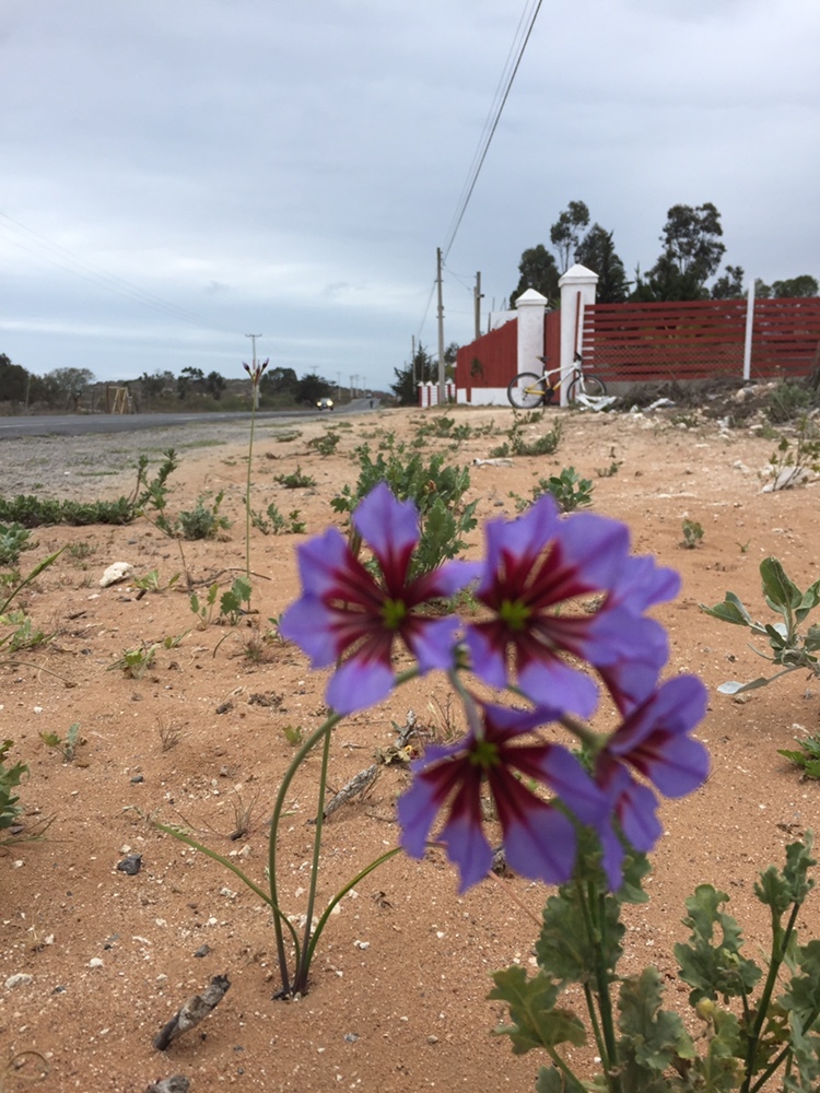Leucocoryne o ajicillos. Foto: catarata