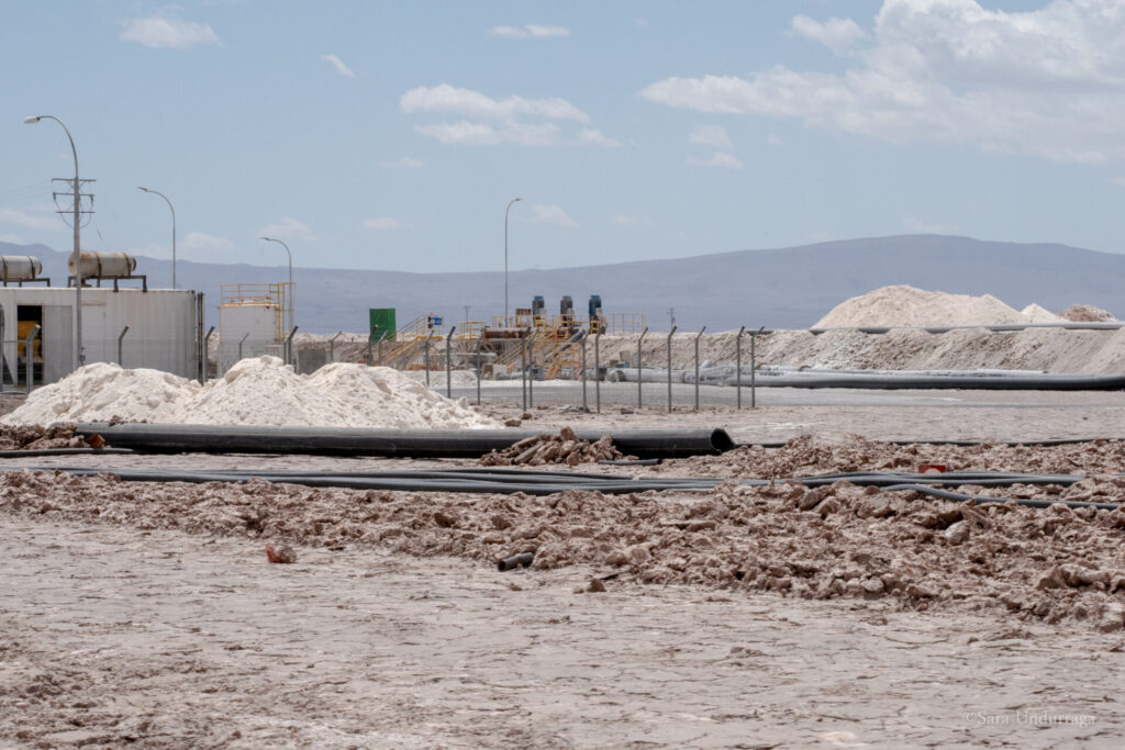 Censo flamencos 2026. Créditos: Sara Undurraga