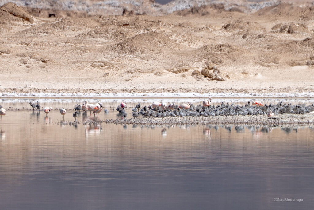 Censo flamencos 2026. Créditos: Sara Undurraga
