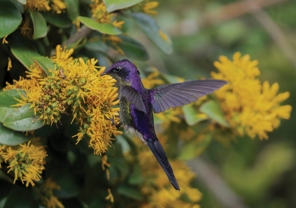 Fotografía de un Colibrí pico de espina dorsimorado.