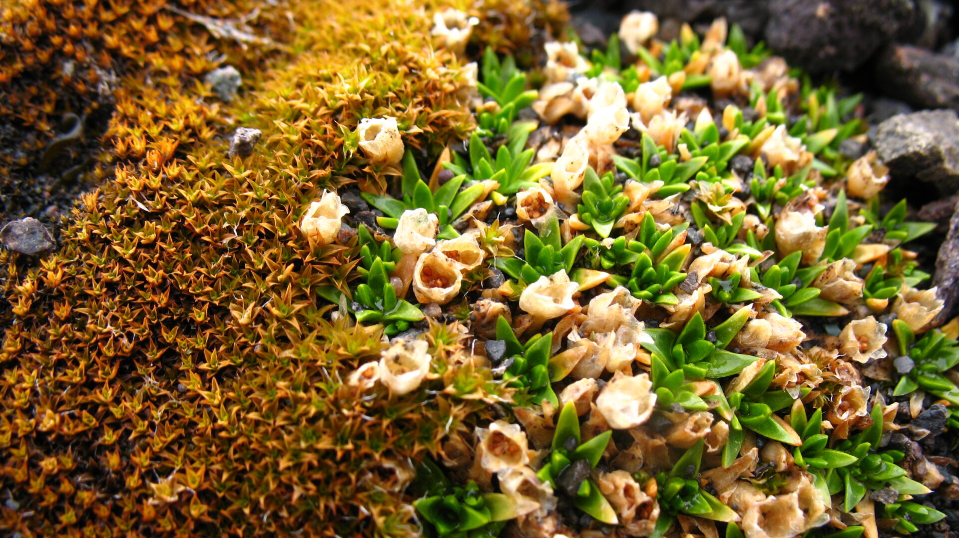 Más de 11.000 años de historia vegetal: La expedición femenina que busca anticipar el futuro de la flora polar