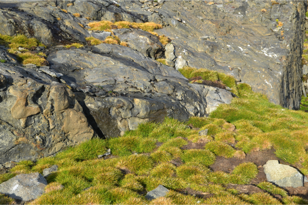 Plantas herbáceas perteneciente al género Deschampsia. Créditos: Instituto Antártico Chileno (INACH).