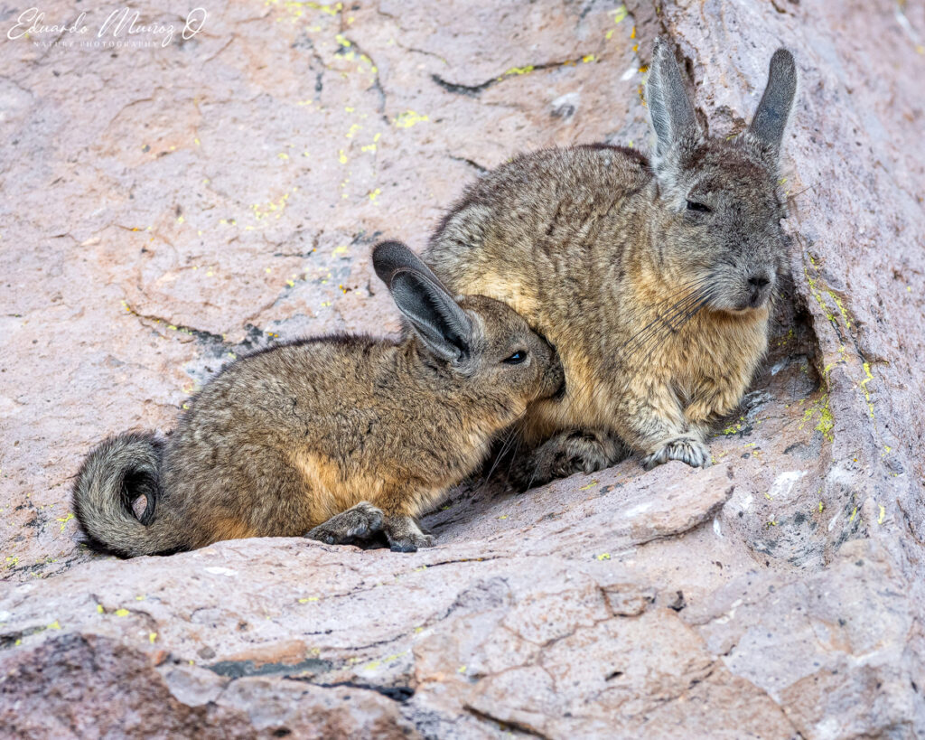 Vizcacha y su cría. Foto: Eduardo Muñoz.