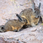 Vizcacha y su cría. Foto: Eduardo Muñoz.