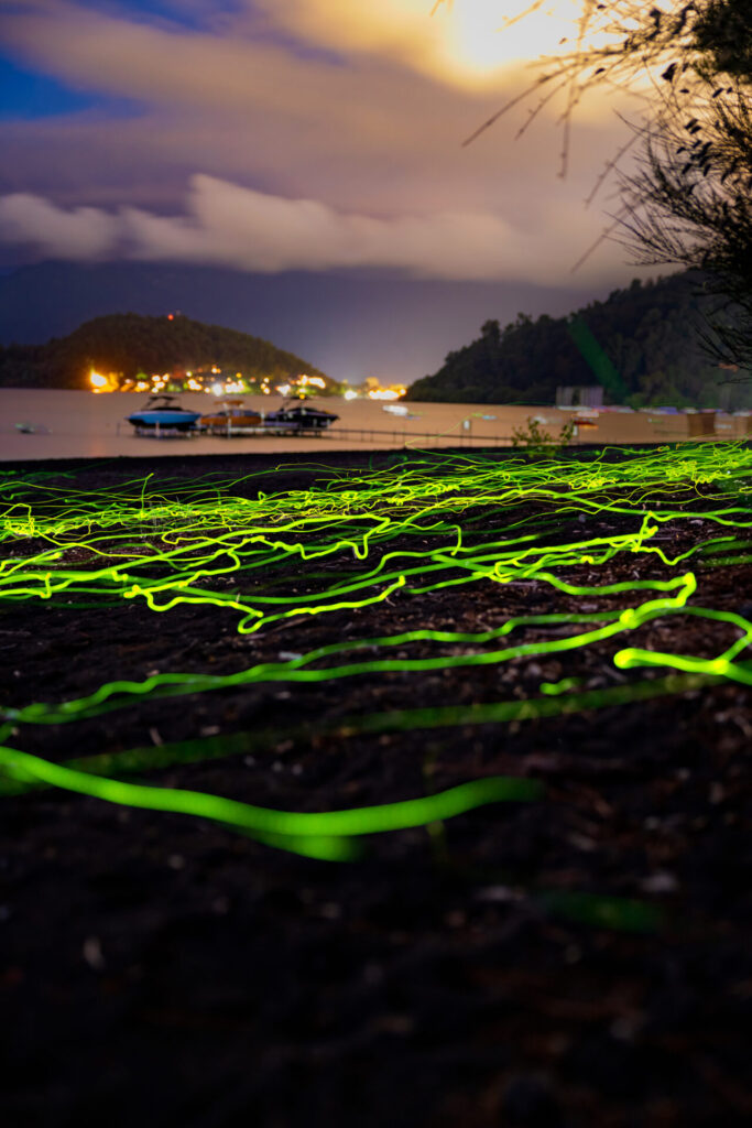 Escarabajos bioluminiscentes em Pucón. Créditos: Rolando Vidaura.