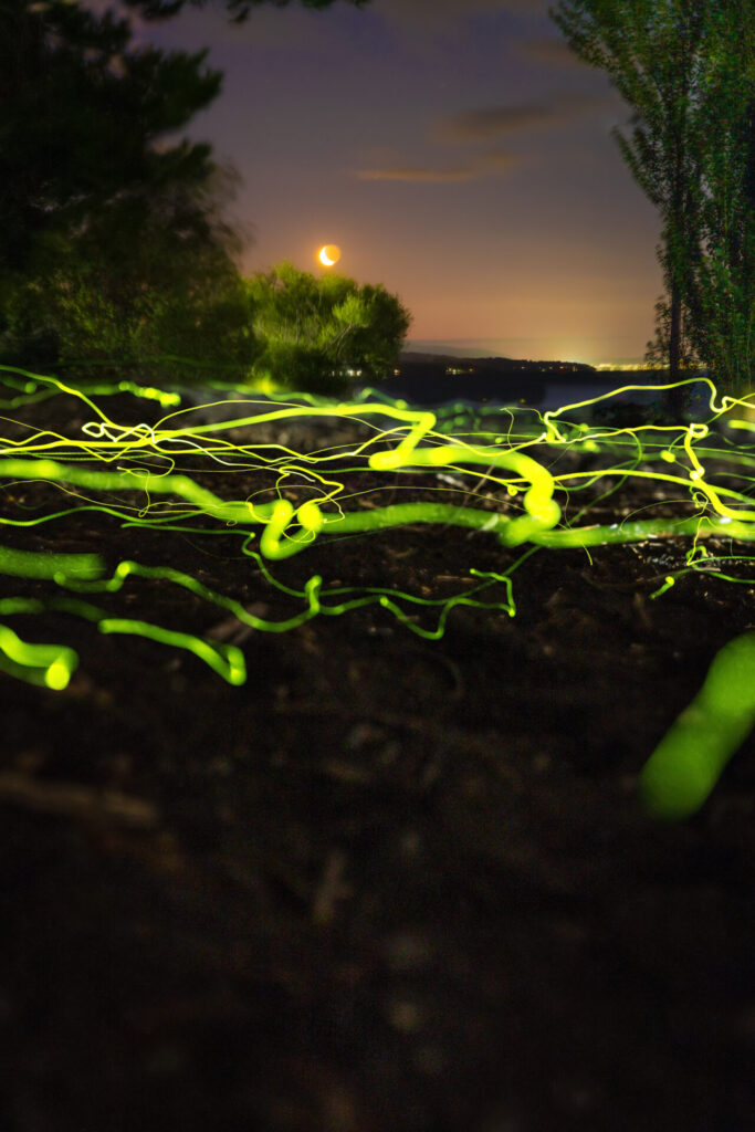 Escarabajos bioluminiscentes em Pucón. Créditos: Rolando Vidaura.