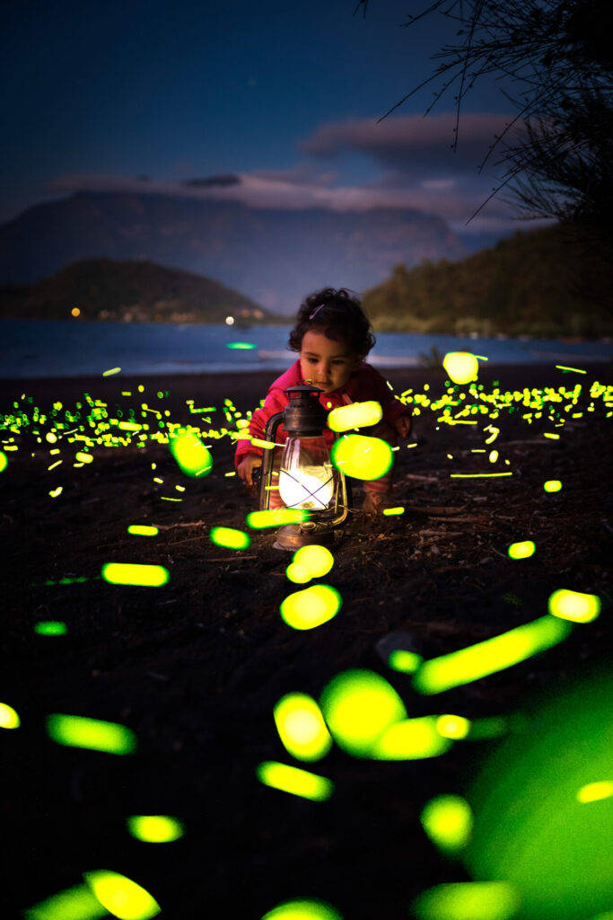 Escarabajos bioluminiscentes em Pucón. Créditos: Rolando Vidaura.