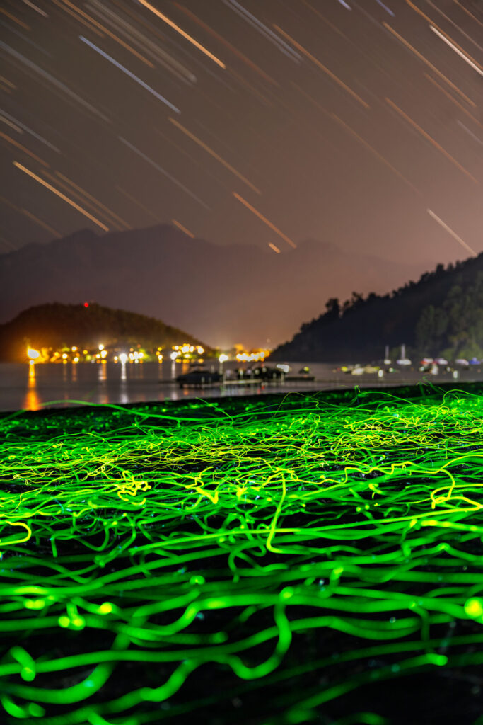 Escarabajos bioluminiscentes em Pucón. Créditos: Rolando Vidaura.