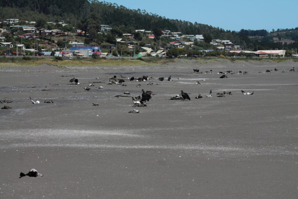 Mortalidad de fardelas blancas. Créditos: Red de Observadores de Vida Silvestre de Tirúa