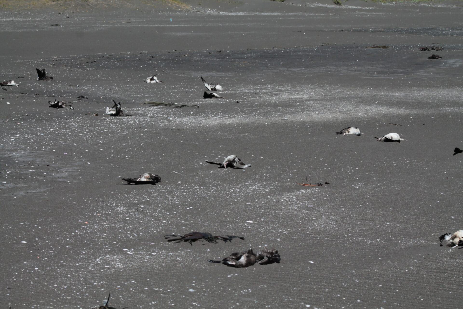 Especie En Peligro: Reportan más de 460 fardelas blancas varadas muertas en playa de Tirúa, Biobío