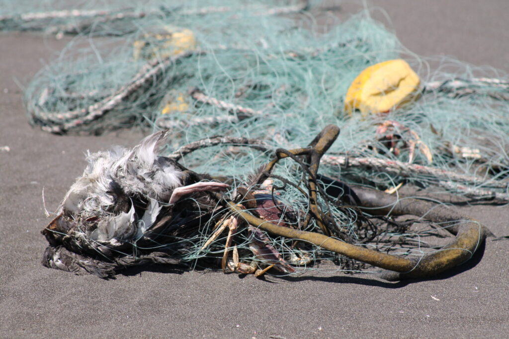 Mortalidad de fardelas blancas. Créditos: Red de Observadores de Vida Silvestre de Tirúa