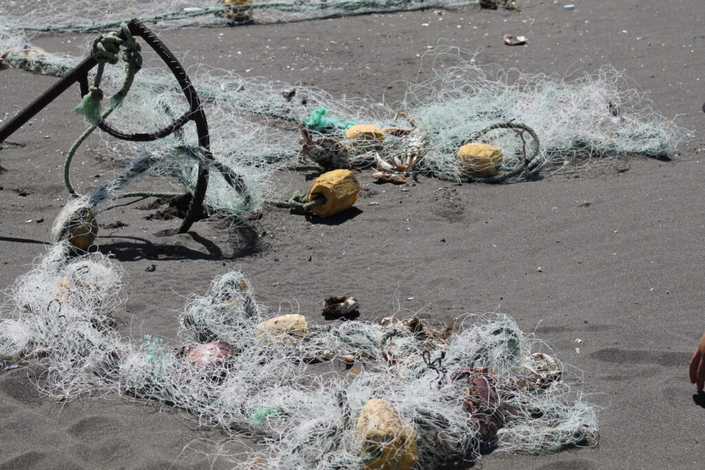 Mortalidad de fardelas blancas. Créditos: Red de Observadores de Vida Silvestre de Tirúa