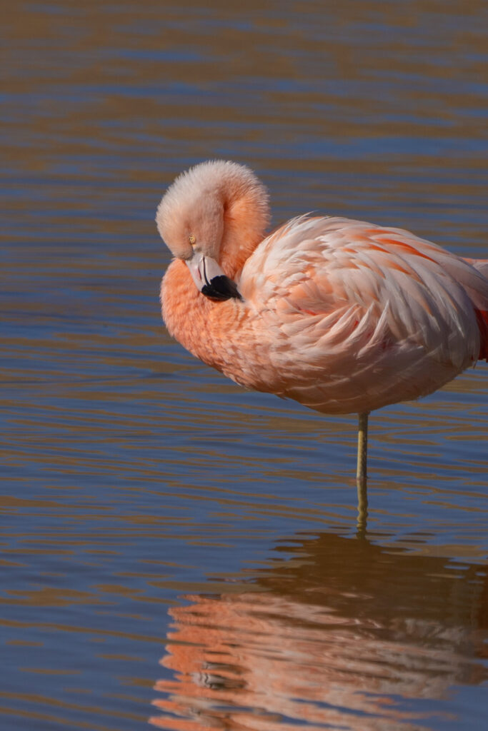 Flamenco. Créditos: Sara Undurraga.