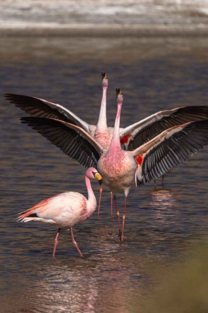 Flamenco. Créditos: Sara Undurraga.