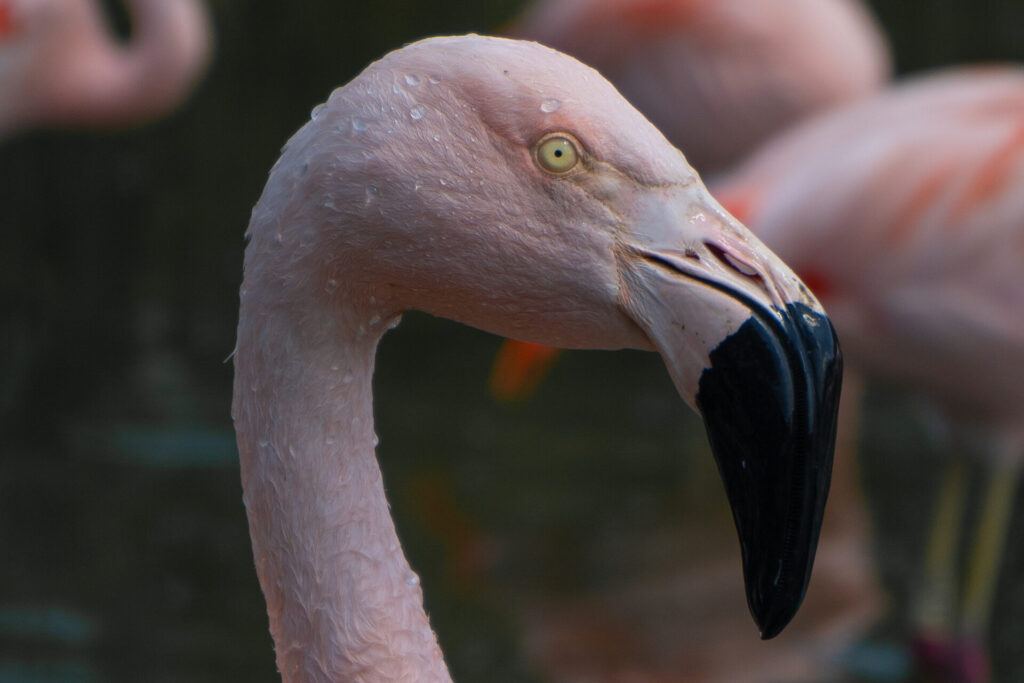 Flamenco. Créditos: Sara Undurraga.