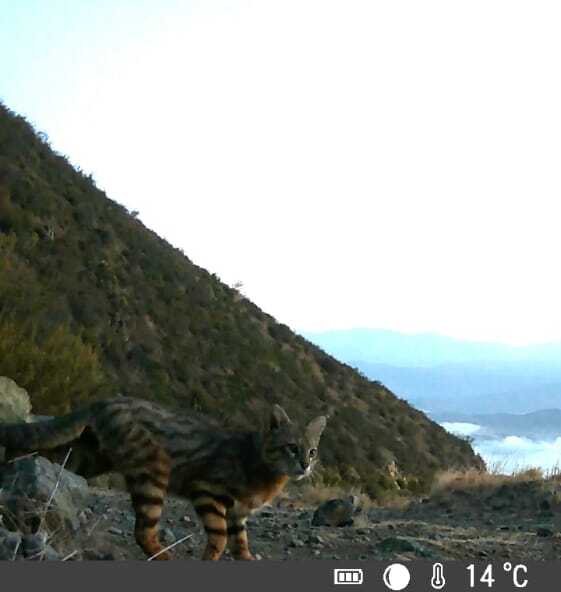 Gato colo colo (Leopardus colocola). Créditos: Parque La Giganta. Cedida por Fundación Tierra Austral.
