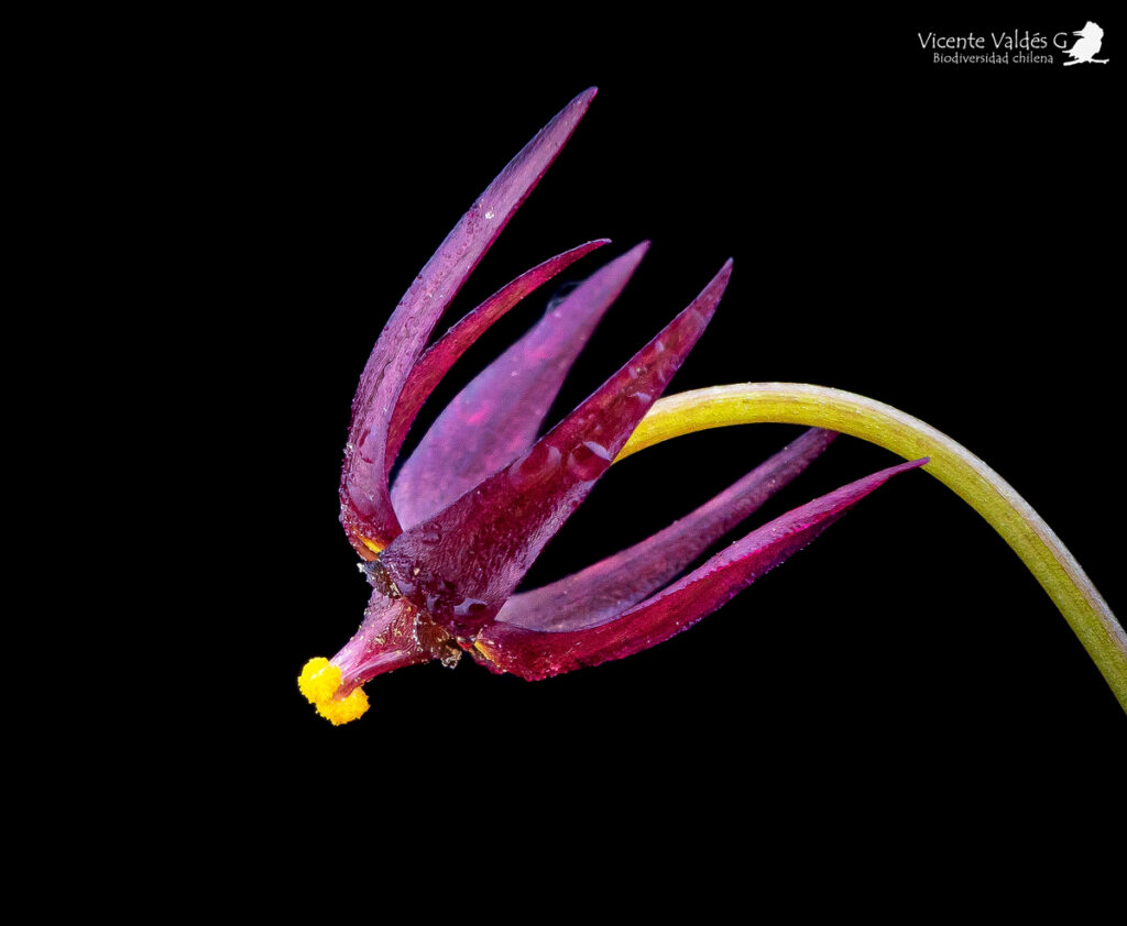 Gilliesia reflexa. Créditos: Vicente Matías Valdés Guzmán (@vicentevaldesguzmanphotography).