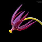 Gilliesia reflexa. Créditos: Vicente Matías Valdés Guzmán (@vicentevaldesguzmanphotography).