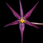 Gilliesia reflexa. Créditos: Vicente Matías Valdés Guzmán (@vicentevaldesguzmanphotography).