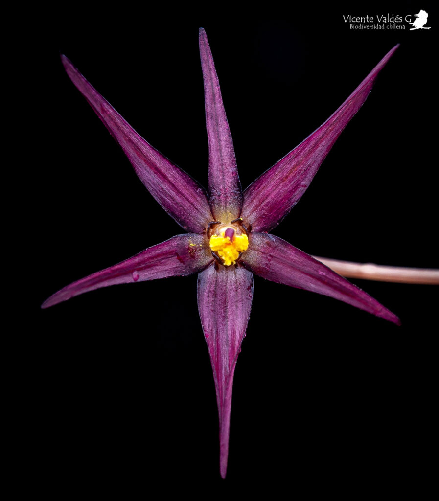 Gilliesia reflexa. Créditos: Vicente Matías Valdés Guzmán (@vicentevaldesguzmanphotography).