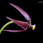 Gilliesia reflexa. Créditos: Vicente Matías Valdés Guzmán (@vicentevaldesguzmanphotography).