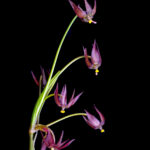 Gilliesia reflexa. Créditos: Vicente Matías Valdés Guzmán (@vicentevaldesguzmanphotography).