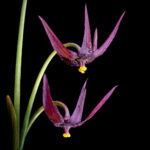 Gilliesia reflexa. Créditos: Vicente Matías Valdés Guzmán (@vicentevaldesguzmanphotography).