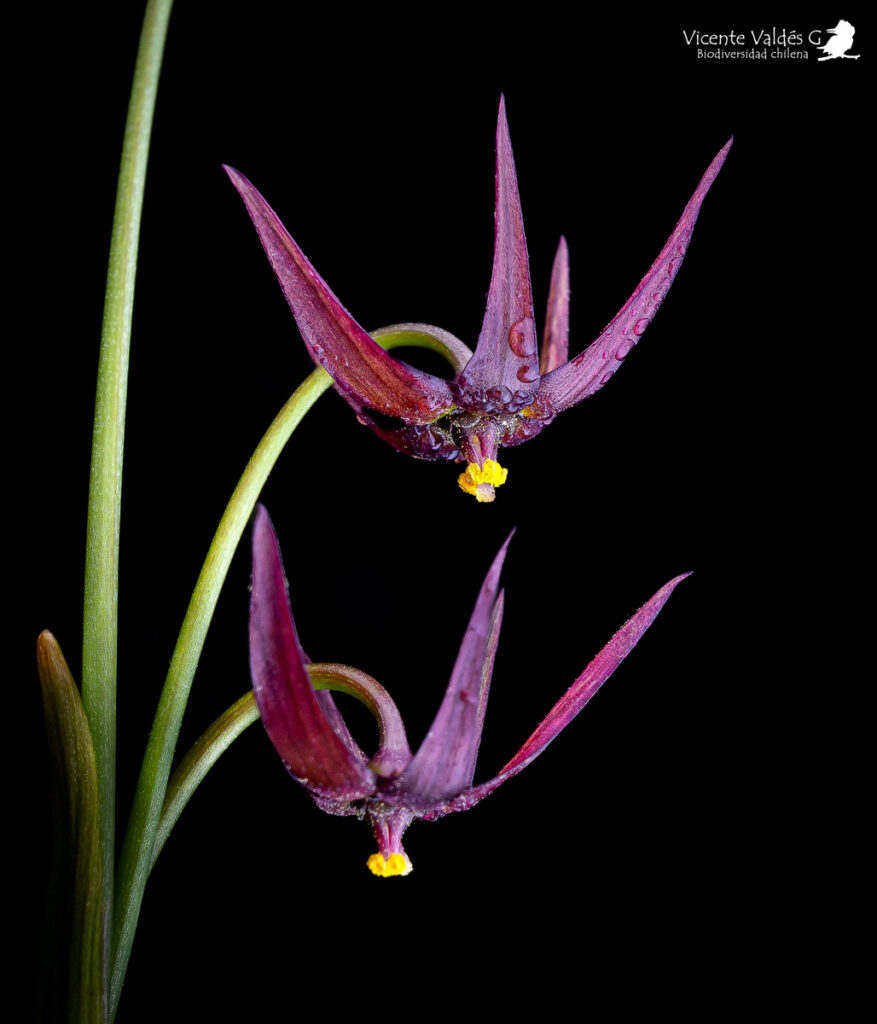 Gilliesia reflexa. Créditos: Vicente Matías Valdés Guzmán (@vicentevaldesguzmanphotography).