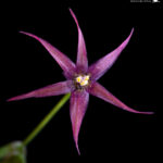 Gilliesia reflexa. Créditos: Vicente Matías Valdés Guzmán (@vicentevaldesguzmanphotography).