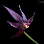 Gilliesia reflexa. Créditos: Vicente Matías Valdés Guzmán (@vicentevaldesguzmanphotography).