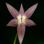 Gilliesia taguataguensis. Créditos: Vicente Matías Valdés Guzmán (@vicentevaldesguzmanphotography).