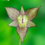 Gilliesia taguataguensis. Créditos: Vicente Matías Valdés Guzmán (@vicentevaldesguzmanphotography).