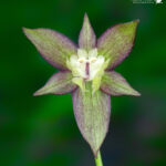 Gilliesia taguataguensis. Créditos: Vicente Matías Valdés Guzmán (@vicentevaldesguzmanphotography).