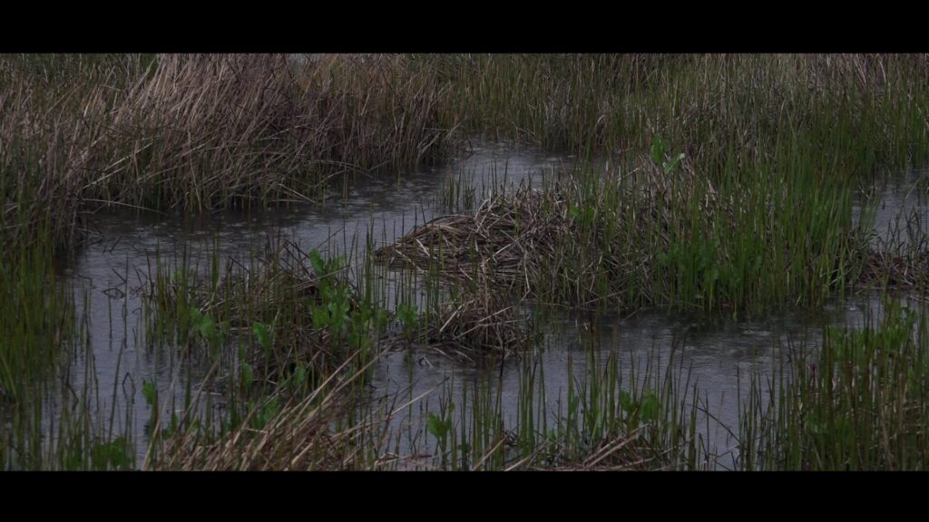 Humedales urbanos en Concepción