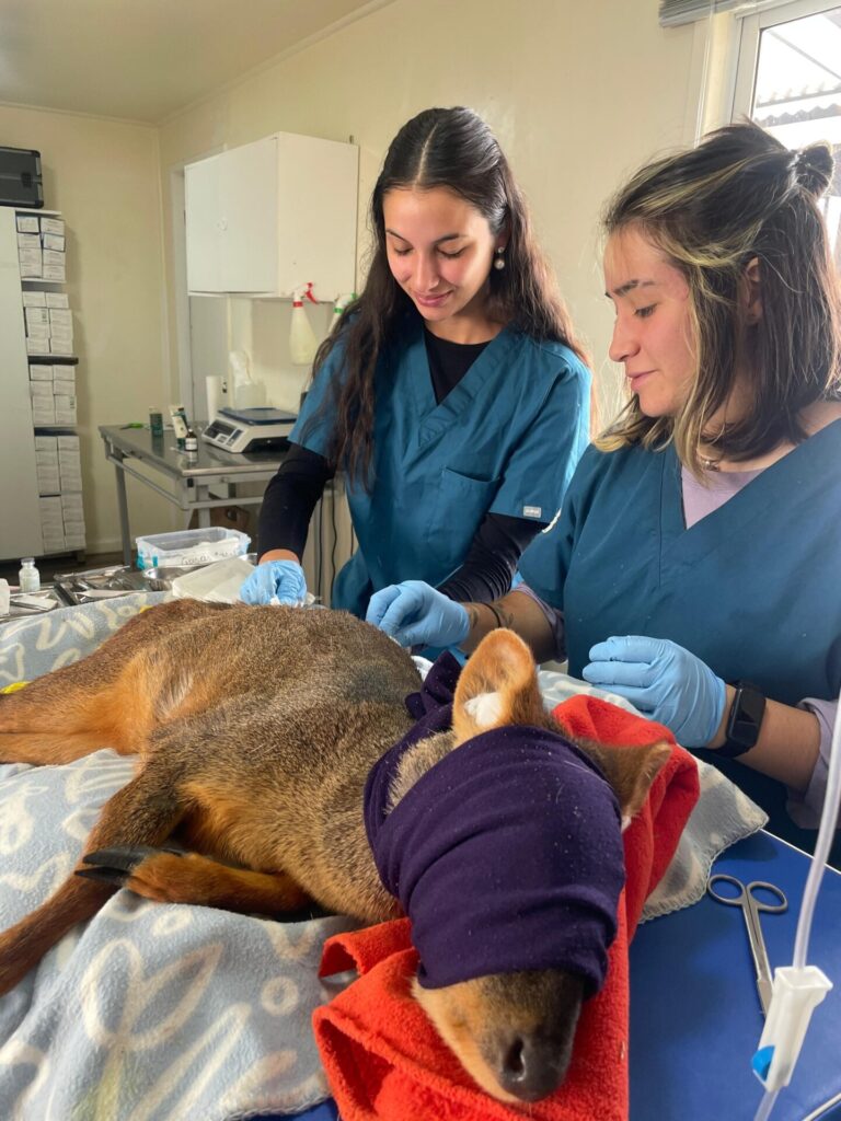 Los pudúes son los únicos animales que alcanzan a sobrevivir en el mejor de los casos a los atropellos