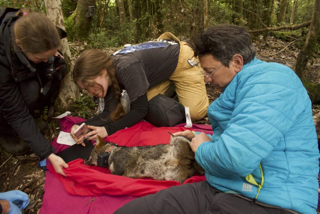 Registro de animales de Chiloé Silvestre