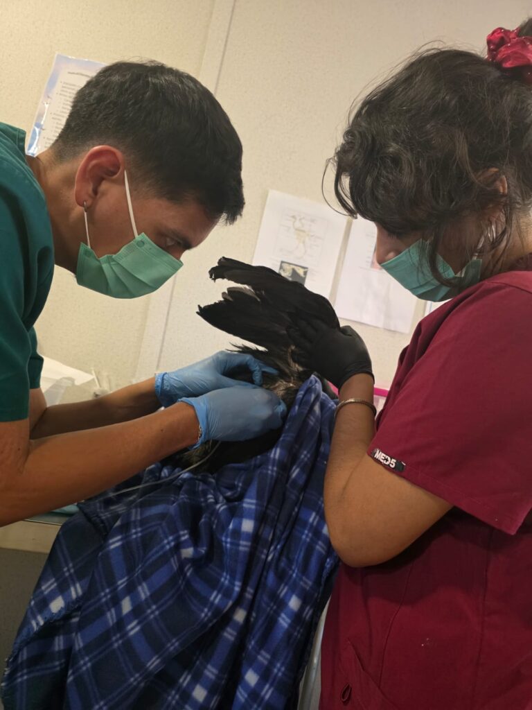 Ingreso y primeros auxilios a la tagua.