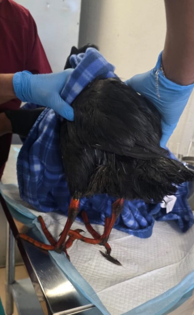 Ingreso de la Tagua al Cerego