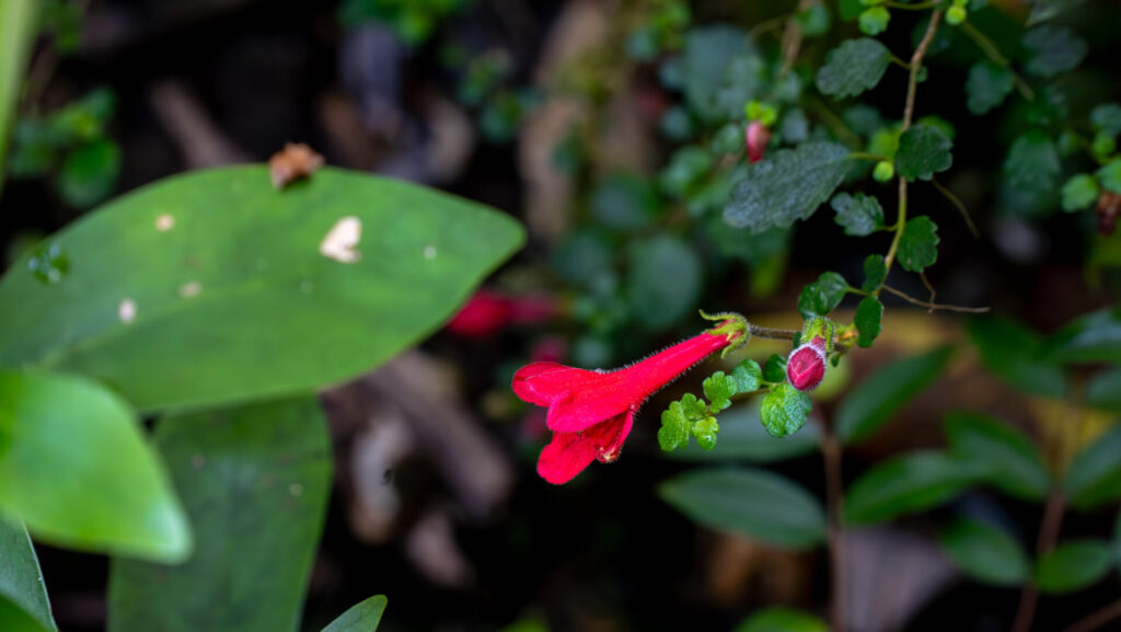 Vegetación natural del Parque Nacional Pumalin