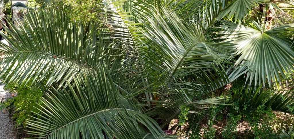 Palma Chilena (Jubaea chilensis) expuesta en el museo de historia natural de París.